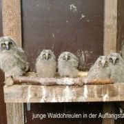 Junge Waldohreulen in der Auffangstation.jpg