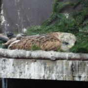 Roter Milan im Horst.jpg