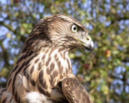 Der DFO-Falknerkurs 2024 Bayern in Kelheim startet!