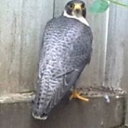 Adulter Wanderfalke.jpg