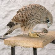 Junger Turmfalke mit Atzung.jpg