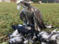 Habichtsterzel auf Rabenkraehekl.jpg